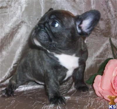 French Bulldog Puppies for Sale